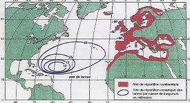 Répartition de l'anguille d'Europe