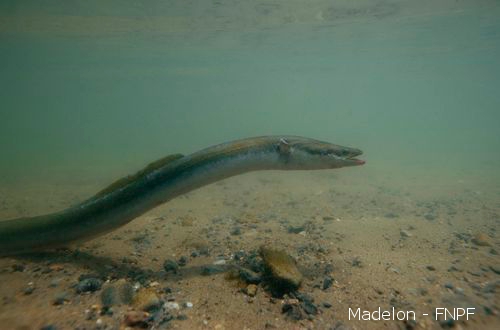 Photo d'anguille (Madelon - FNPF, 2012)