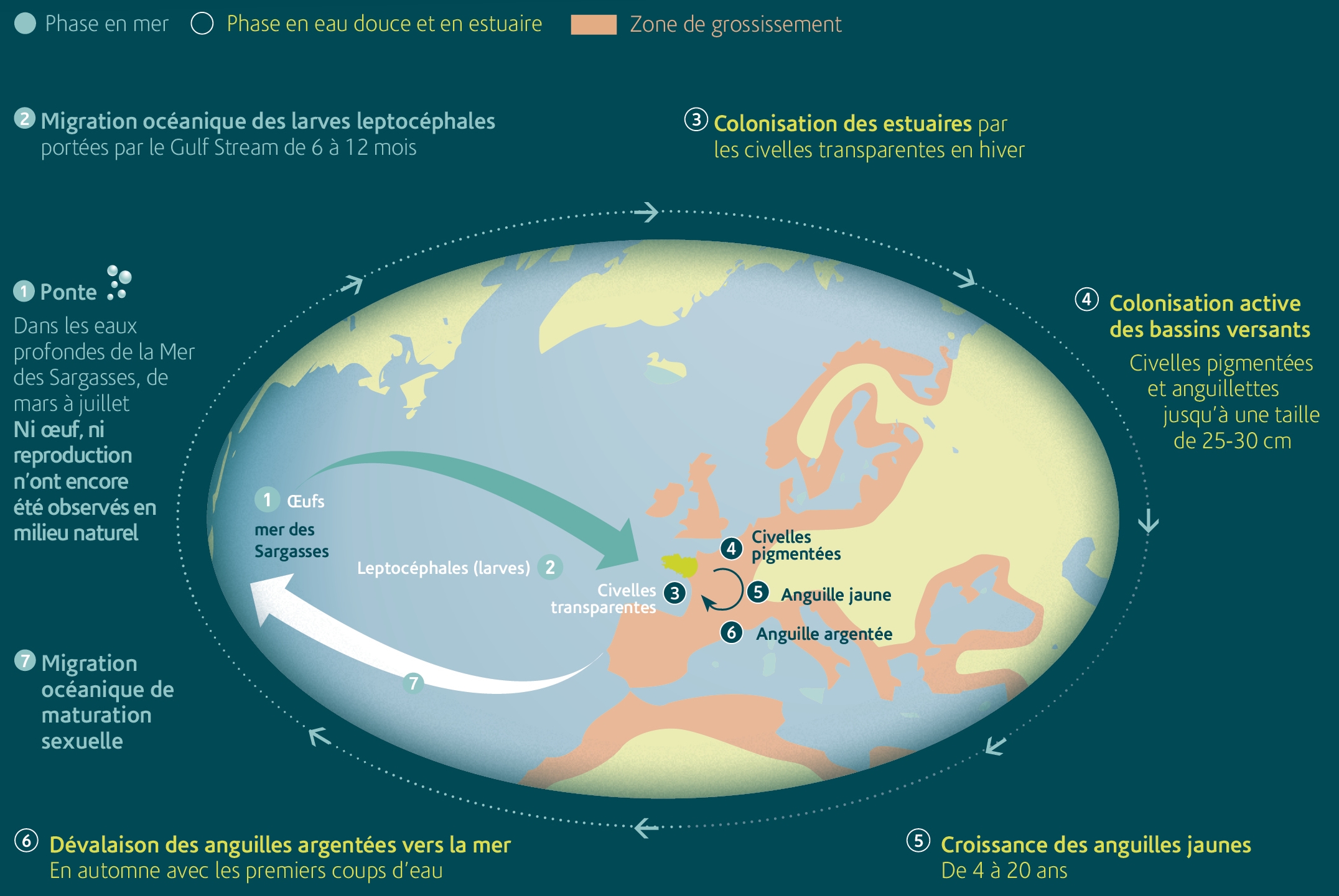 cycle ang observatoire nb et suivis690