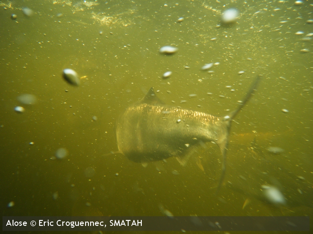 aloseEric Croguennec SMATAH