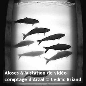 aloses-video-comptage-arzalCedric-Briand