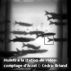 mulets video comptage arzalCedric Briand