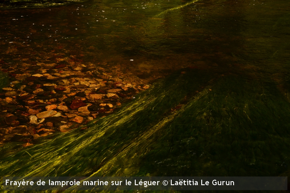 frayere lamproie marine leguerLaetitia Le Gurun