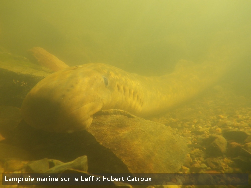 lamproie marine leffHubert Catroux