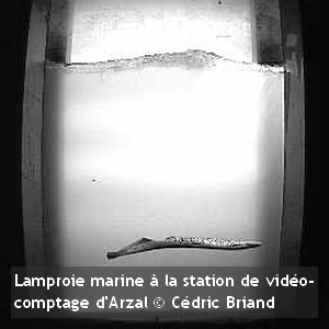 lamproie marine video comptage arzalCedric Briand