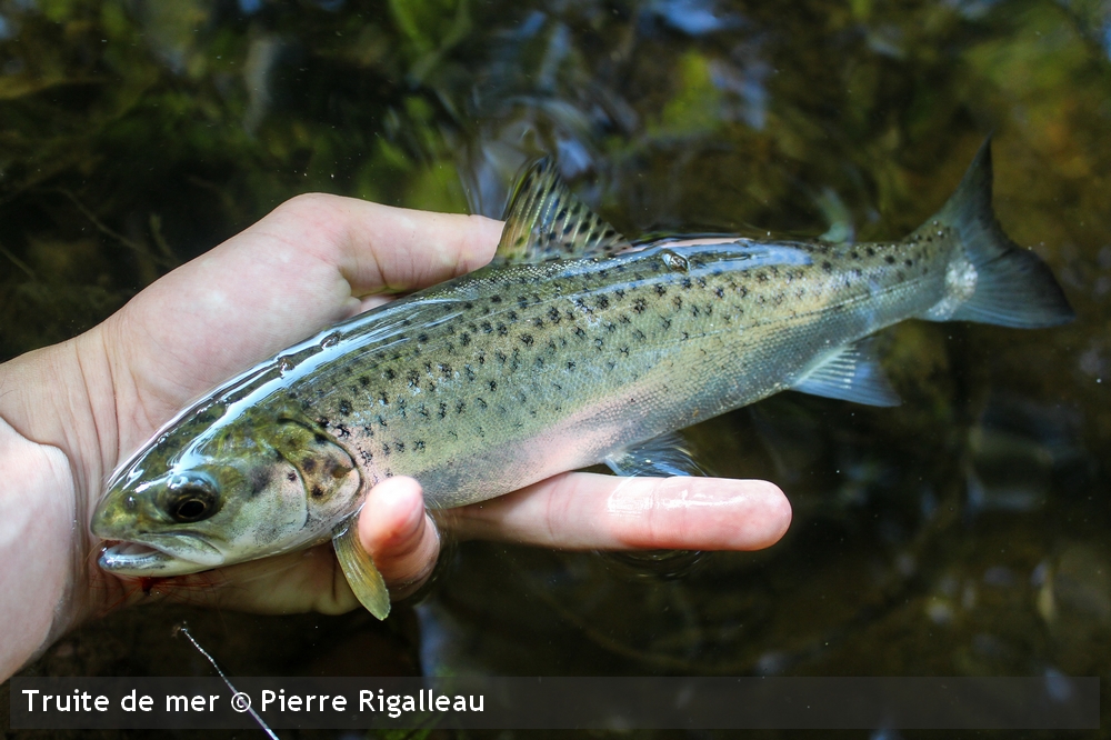 truite-de-mer-4Pierre-Rigalleau