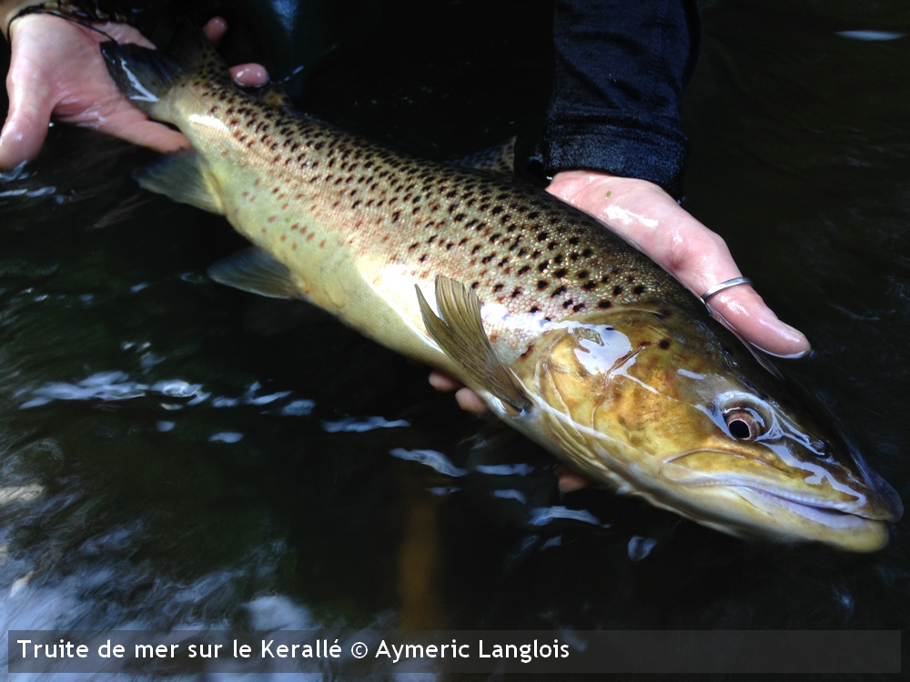 truite-de-mer-keralleAymeric-Langlois