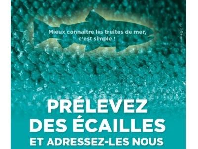 Aidez-nous à mieux connaître les truites de mer