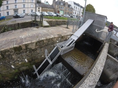 Un nouveau suivi de la montaison des anguilles en Bretagne
