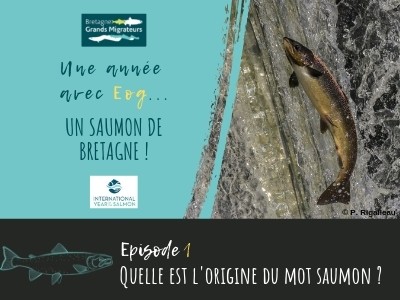 Une année avec Eog... Un saumon de Bretagne ! Episode 1 - Quelle est l'origine du mot saumon ?