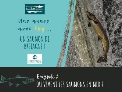 Une année avec Eog... Un saumon de Bretagne ! Episode 2 - Où vivent les saumons en mer ?