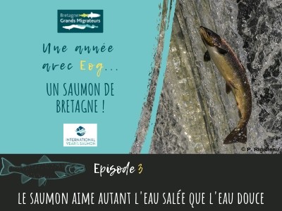 Une année avec Eog ! Episode 3 - Le saumon aime autant l'eau salée que l'eau de mer