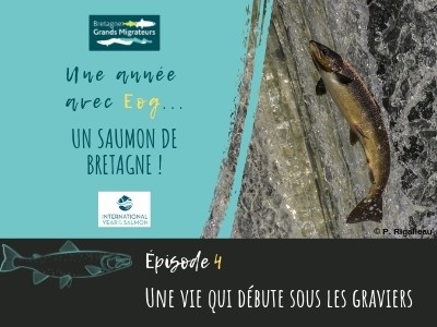 Une année avec Eog ! Episode 4 - Une vie qui débute sous les graviers
