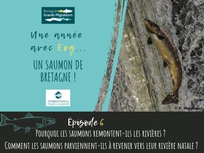 Une année avec Eog ! Episode 6 - Pourquoi et comment les saumons retrouvent-ils leur rivière d’origine ?
