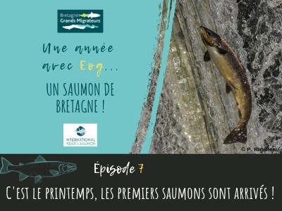 Une année avec Eog ! Episode 7 - C'est le printemps, les premiers saumons sont arrivés !