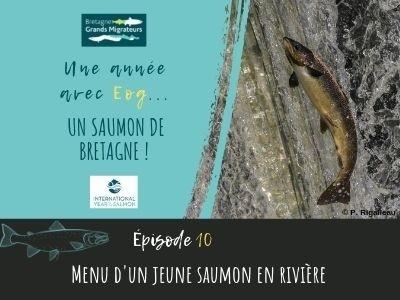 Une année avec Eog ! épisode 10 - Le menu d'un jeune saumon en rivière