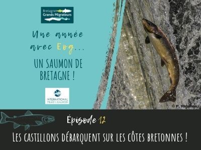 Une année avec Eog! épisode 12 - Les castillons débarquent sur les côtes bretonnes !