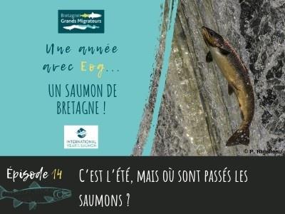 Une année avec Eog! épisode 14 - C’est l’été, mais où sont passés les saumons ?