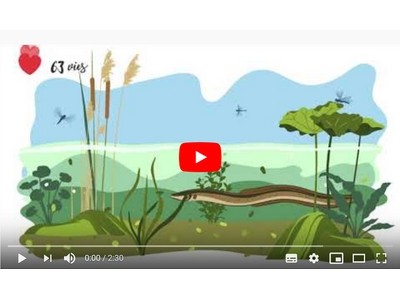 Les grands migrateurs, sentinelles de la biodiversité