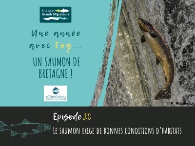 Une année avec Eog ! Episode 20 - Le saumon exige de bonnes conditions d’habitats