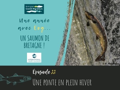 Une année avec Eog ! Episode 22 - Une ponte en plein hiver