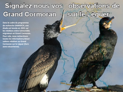 Lancement d’une étude sur le Léguer pour estimer les potentiels effets de la prédation des Grands Cormorans sur les smolts