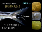 Une année avec la grande alose ! Episode 2 - C'est le printemps, les aloses arrivent !