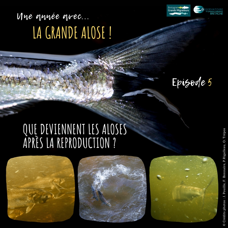 Chronique ala 2021 Article 5
