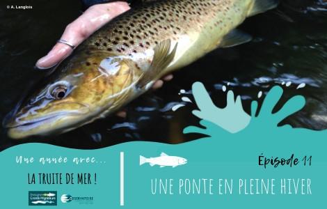 chronique-trm_episode-11_site-internet-2
