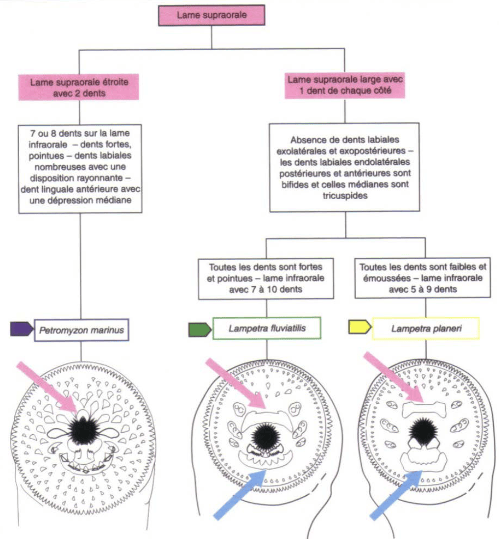 distinction lamproies