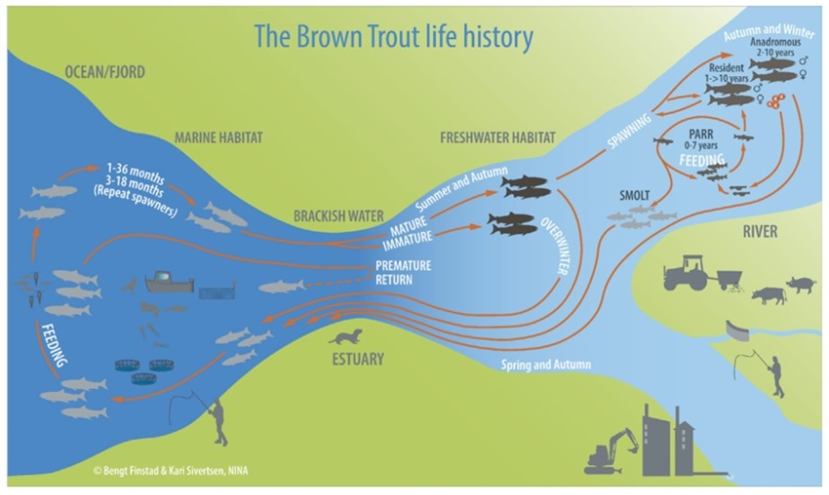 trf_histoire-de-vie