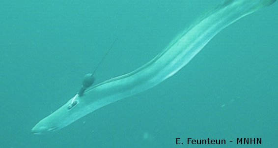 Anguille argentée en mer (Erci Feunteun, MNHN)