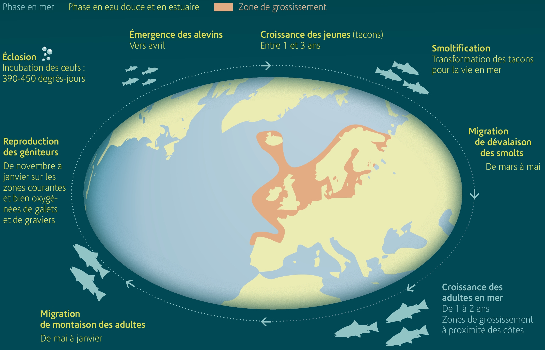 Truite de mer cycle de vie