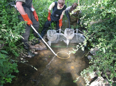 Le suivi des populations d'anguilles sur les cours d'eau ... Image 1