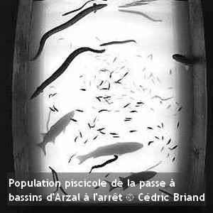 Bilan provisoire des remontées de poissons migrateurs en ... Image 1