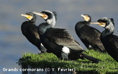 Quels impacts du grand cormoran sur les salmonidés ... Image 1