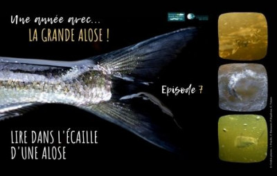 Une année avec la grande alose : Article 7 - Lire la vie ... Image 1