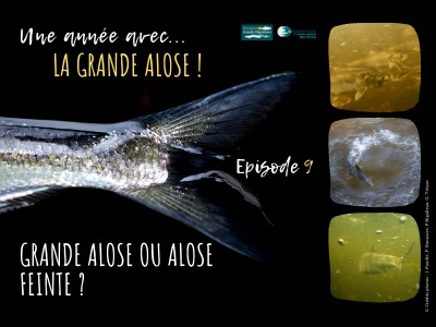 Une année avec la grande alose - Episode 9 : Grande alose ... Image 1