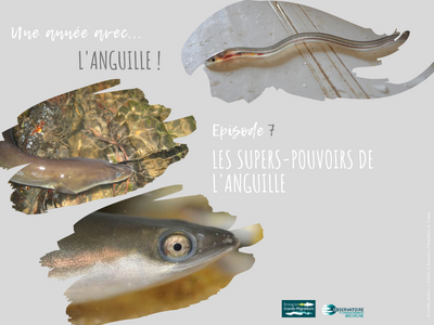 Une année avec l'anguille! Article 7 - Les supers-pouvoirs ... Image 1