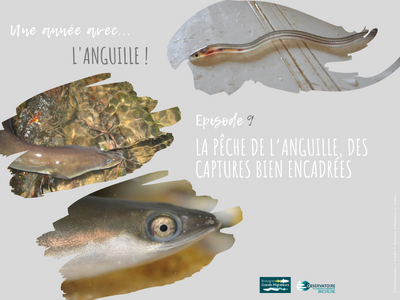 Une année avec l'anguille! Article 9 - La pêche de l’Anguill ... Image 1