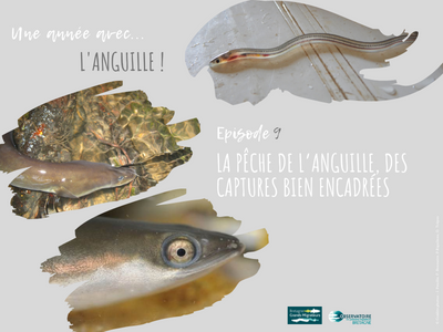 Une année avec l'anguille! Article 9 - La pêche de ... Image 1