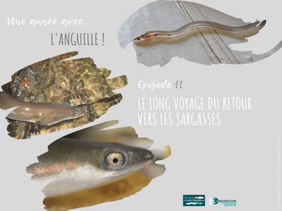 Une année avec l'anguille! Article 11 - Le long voyage du ... Image 1