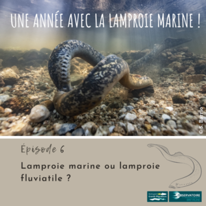 Une année avec la lamproie marine! Article 6 - Lamproie ... Image 1