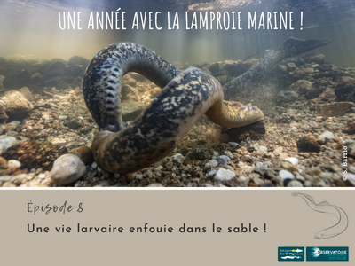 Une année avec la lamproie marine! Article 8 - Une vie ... Image 1