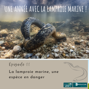 Une année avec la lamproie marine! La lamproie marine, une ... Image 1