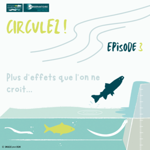 Circulez ! Article 3 : Plus d'effets que l'on ne croit…  loading=