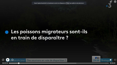 En Bretagne, 3 fois moins de saumons sauvages en 3 ans. ... Image 1