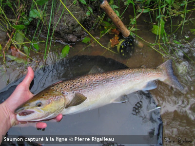 Interdiction de la pêche au saumon et à la truite de mer en ... Image 1