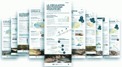 Une nouvelle expo pour les poissons migrateurs ! Image 1
